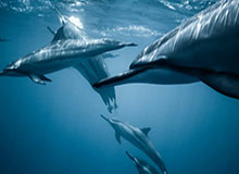 开云体育-【直播】老林：狼队、KSG冠亚之争，皖皖、清清、信独一档